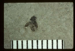 Image of <i>Linnaea putnami</i> Scudder & S. H. 1890