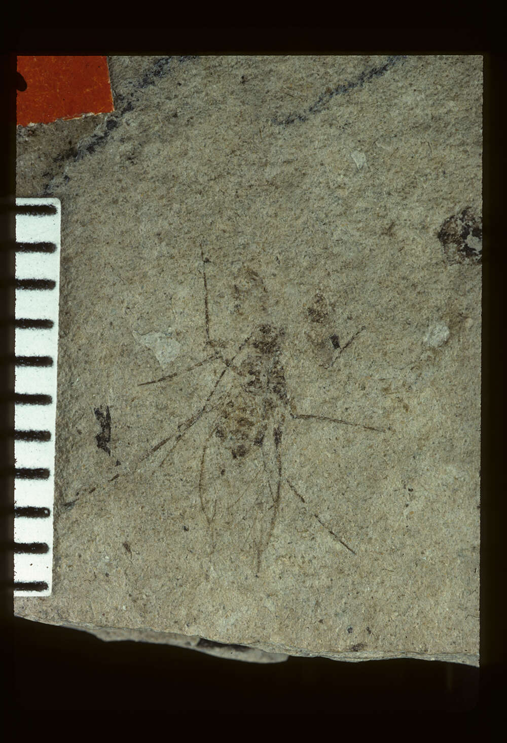 Слика од <i>Siphonophoroides antiqua</i> Buckton 1883