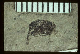 Image of Prodeporaides subterraneus