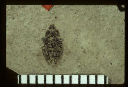 Image of <i>Coptochromus manium</i> Scudder & S. H. 1890