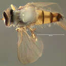 Image of <i>Platypeza calceata</i>