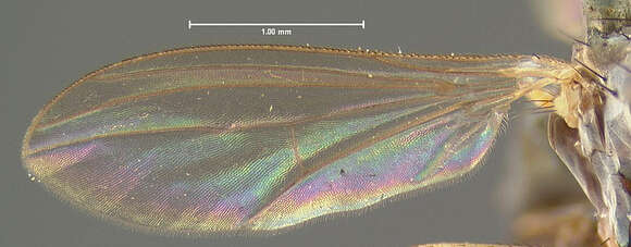 Image of Gymnopternus frequens Loew 1861