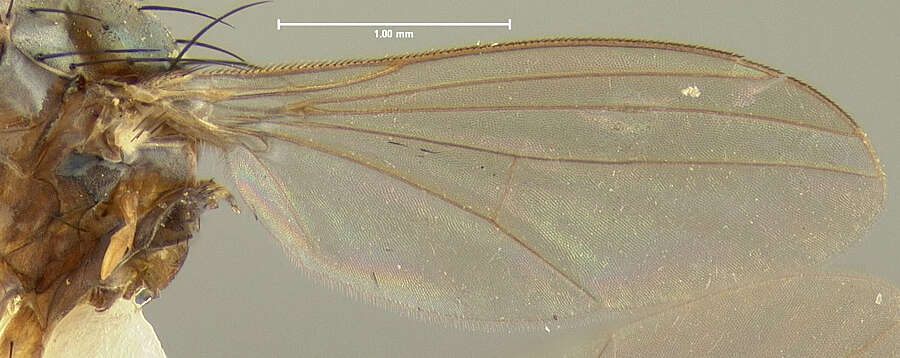 Image of Gymnopternus lunifer Loew 1861