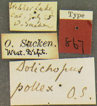 Image of Dolichopus pollex Osten Sacken 1877