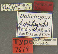 Image of Dolichopus porphyrops Van Duzee 1921