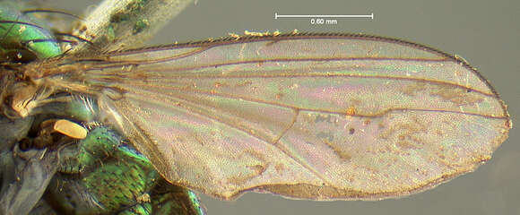 Dolichopus acuminatus Loew 1861的图像