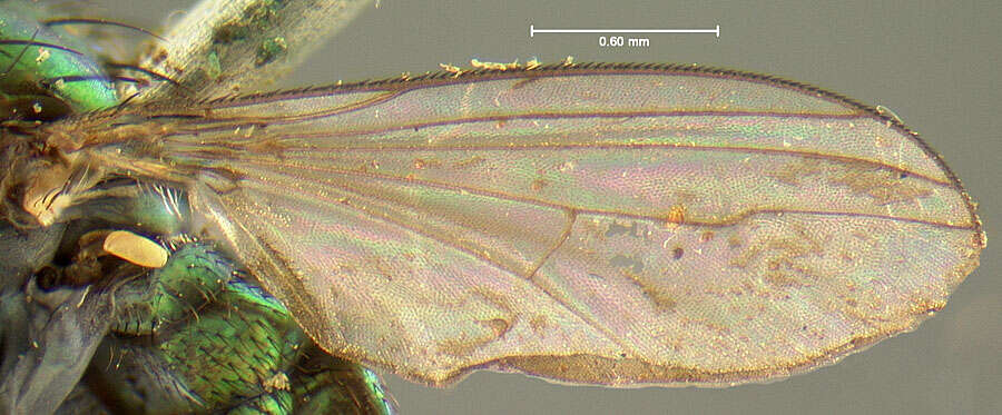 Plancia ëd Dolichopus acuminatus Loew 1861