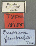Image of <i>Cneorane femoralis</i>