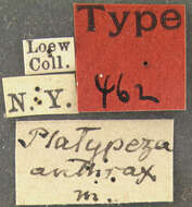 Image of Platypeza anthrax Loew 1870