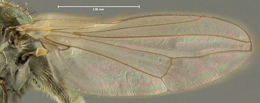 Imagem de <i>Hydrophorus gratiosus</i>