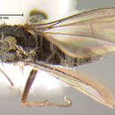 Image of Gymnopternus tristis Loew 1864