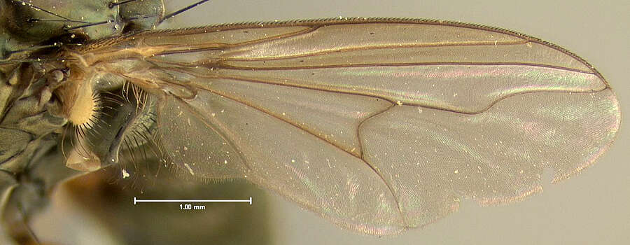 Image of Tachytrechus binodatus Loew 1866