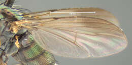 Imagem de Dolichopus ornatipennis Van Duzee 1921