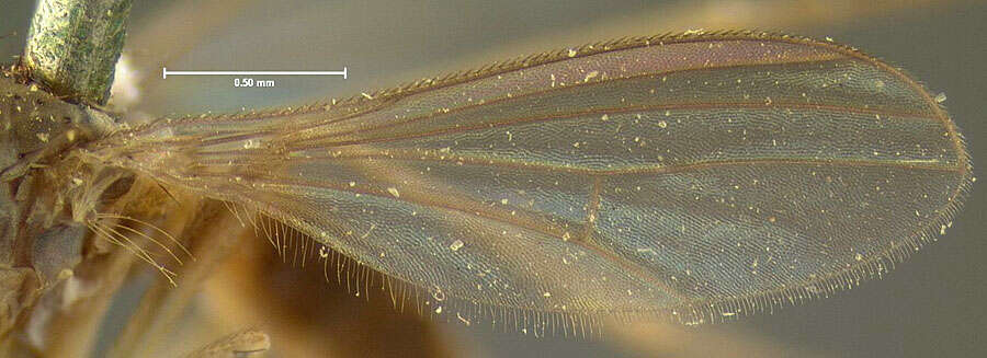 Imagem de Sympycnus lineatus Loew 1861