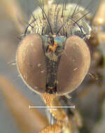 Image of Dolichopus dorycerus Loew 1864