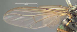 Image of Dolichopus dorycerus Loew 1864