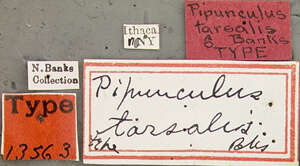 Слика од <i>Pipunculus tarsalis</i>