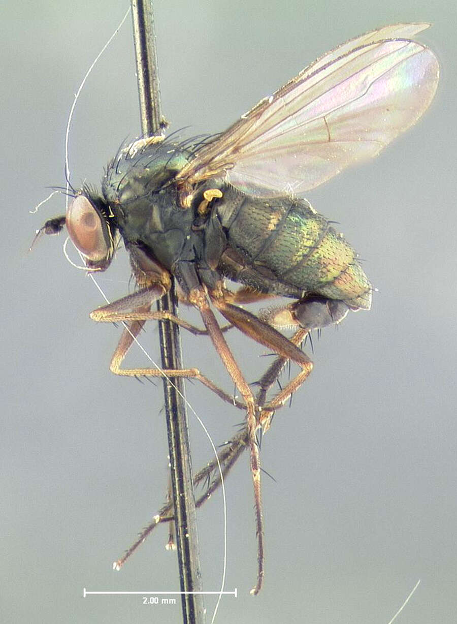 Imagem de Dolichopus brevicauda Van Duzee 1921