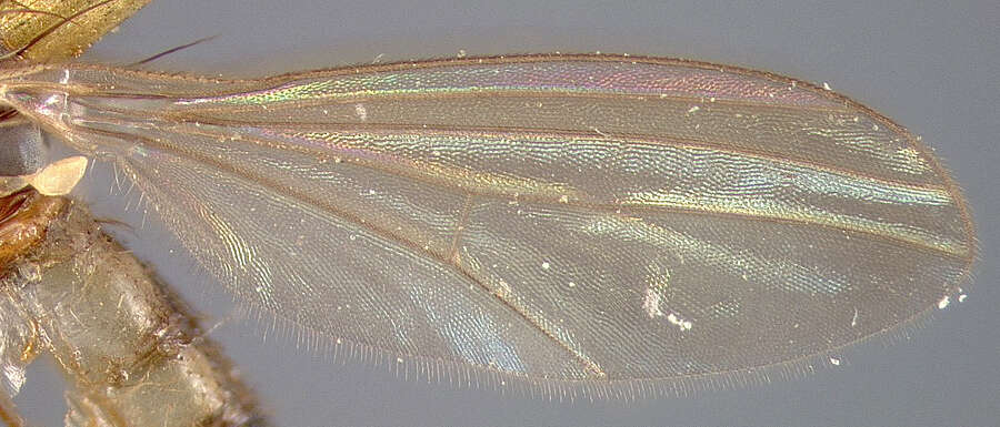 Imagem de Sympycnus frontalis Loew 1861