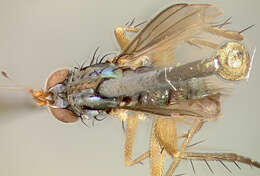 Paraclius claviculatus Loew 1866 resmi