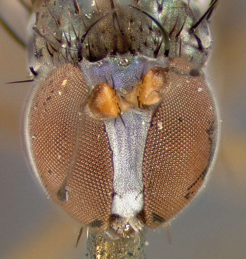 Image of Paraclius claviculatus Loew 1866