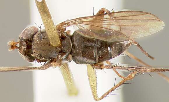 Image of Long-legged fly