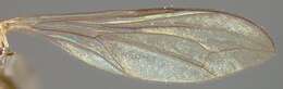 Image of <i>Pipunculus affinis</i>