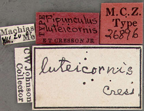 Слика од Pipunculus luteicornis Cresson 1911