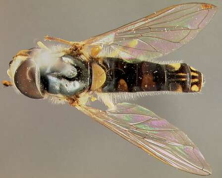 Image of Syrphid fly