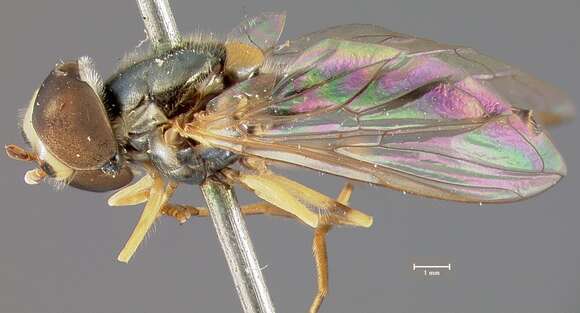 Image of Syrphid fly