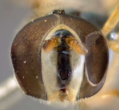 Image of Syrphid fly