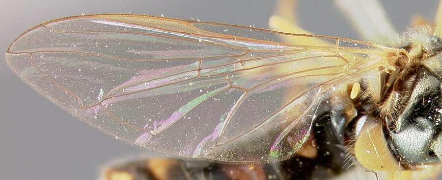 Image of Syrphid fly