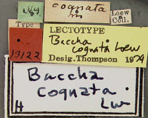 Image of Baccha