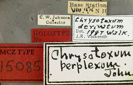 Image of Chrysotoxum perplexum Johnson 1924