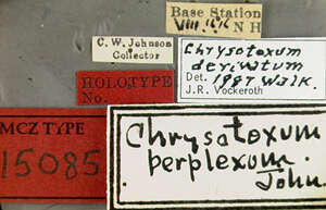 Image of Chrysotoxum perplexum Johnson 1924
