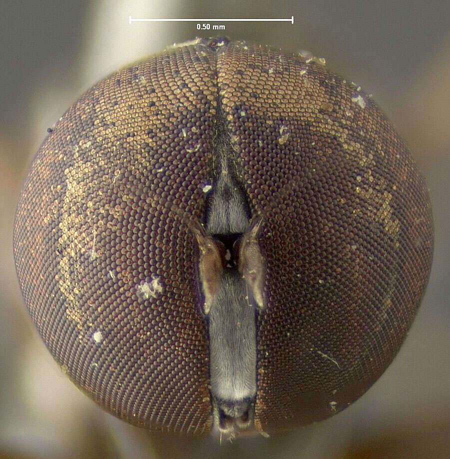 Plancia ëd Pipunculus cingulatus Loew 1866