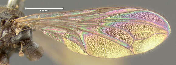 Plancia ëd Pipunculus cingulatus Loew 1866