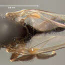 Image of Callomyia velutina Johnson 1916