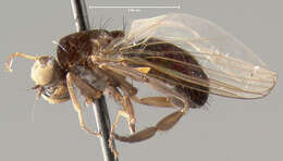 Image of Callomyia velutina Johnson 1916