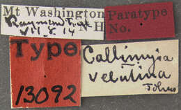 Image of Callomyia velutina Johnson 1916