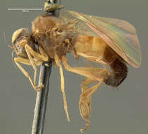 Image of Agathomyia vanduzeei Johnson 1916
