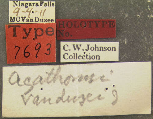 Image of Agathomyia vanduzeei Johnson 1916