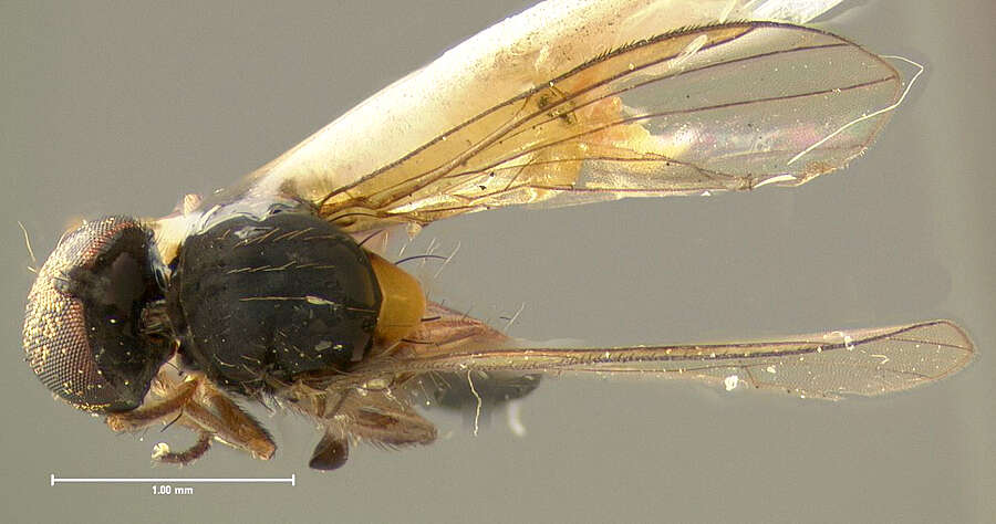 Image of Agathomyia monticola Johnson 1923