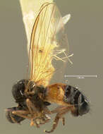 Image of Agathomyia monticola Johnson 1923