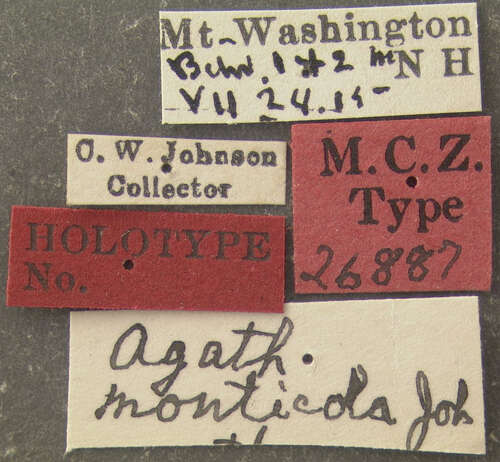 Image of Agathomyia monticola Johnson 1923