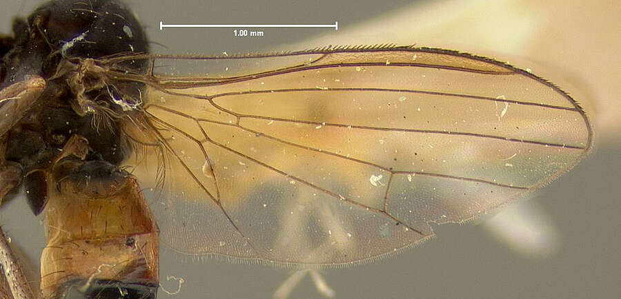 Image of Agathomyia monticola Johnson 1923
