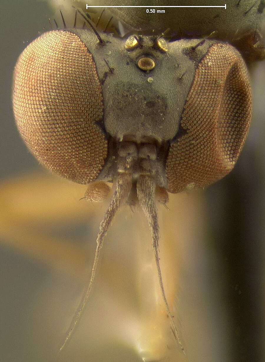 Image of Agathomyia obscura Johnson 1916