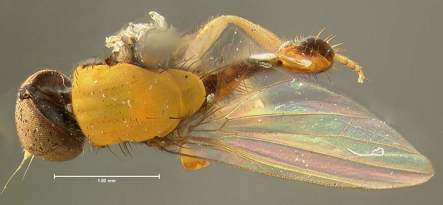 Image of Agathomyia dubia Johnson 1916