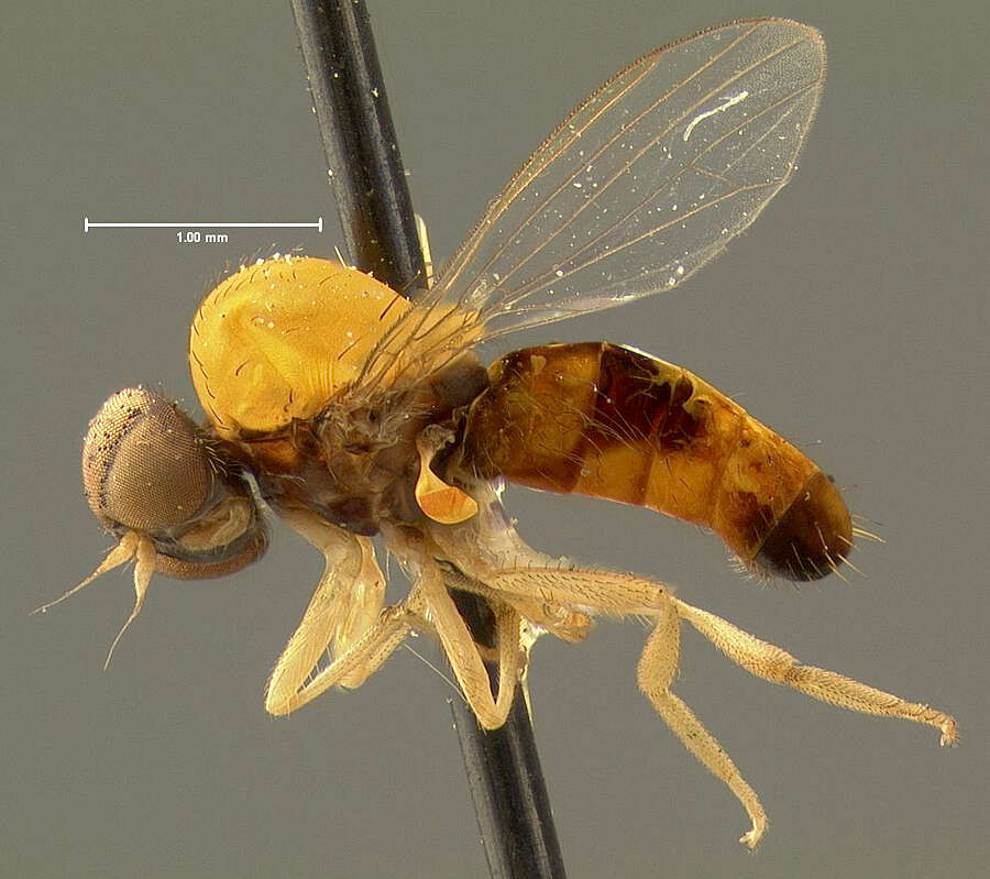 Image of Agathomyia dubia Johnson 1916
