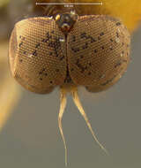 Image of Agathomyia dubia Johnson 1916